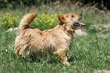 NORWICH TERRIER 013